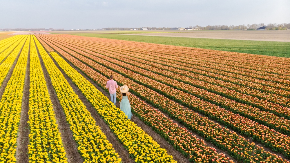 Paar spaziert zischen Tulpen in den Niederlanden